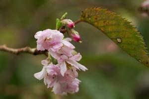 Prunus subhirtella fiore