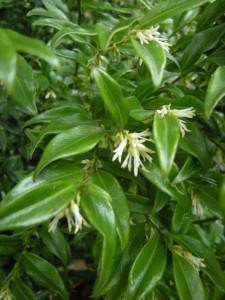 Sarcococca confusa 1
