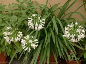 agapanto bianco