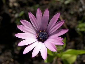 anemone hortensis