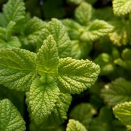 melissa officinalis