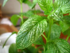 menta