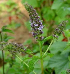 menta piperita