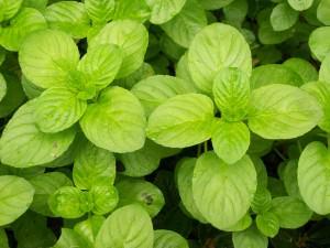 menta