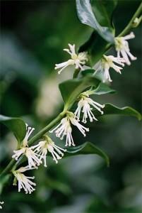 sarcococca confusa 2