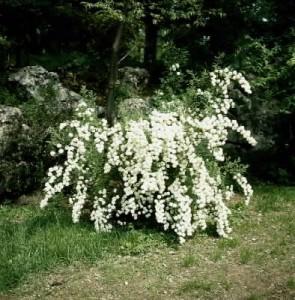 spiraea ulmaria
