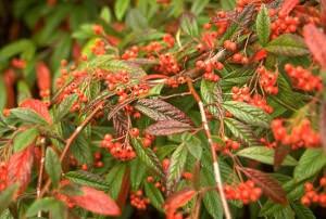 Cotoneaster salicifolius
