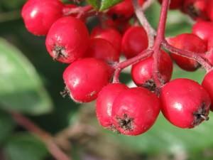 cotoneaster