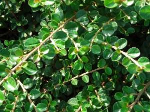 cotoneaster 2