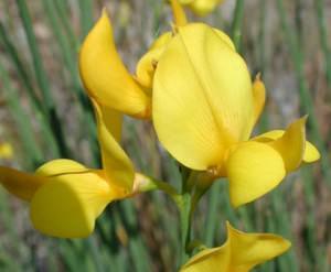 fiore di ginestra