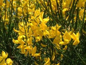 ginestra