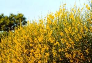 ginestra comune