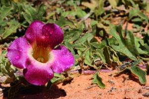 Harpagophytum procumbens: Blà¼te.; Harpagophytum procumbens: Bluete.; Harpagophytum procumbens: Flower.; Teufelskralle - Harpagophytum procumbens; Devils' Claw - Harpagophytum procumbens
