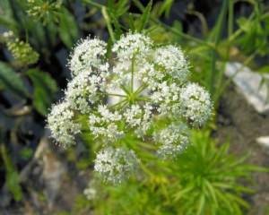 Cicuta virosa