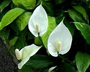 spatiphyllum