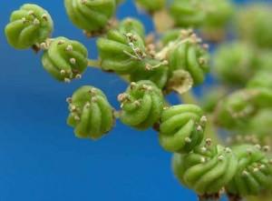 spiraea ulmaria