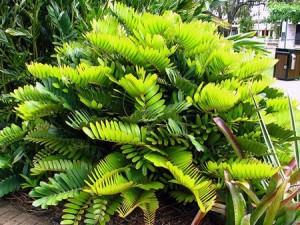 zamia