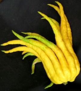 cedro mani di buddha