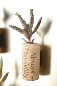 vaso minuscolo in tappo di sughero