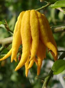 cedro mani d buddha