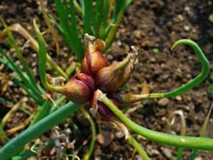 Allium cepa viviparum