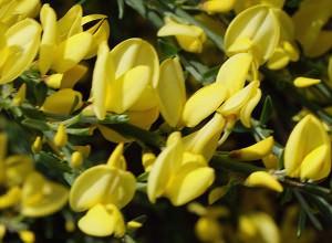 Cytisus praecox Allgold, foto pietro Peddes