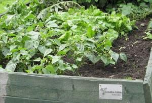 incredible edible