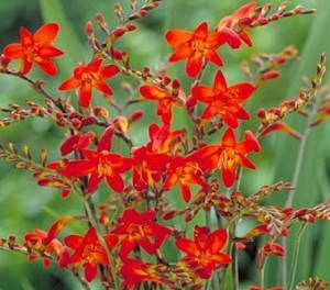 crocosmia 3