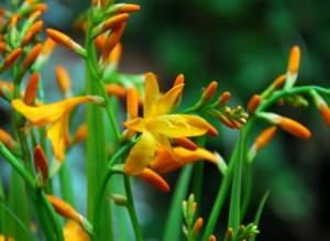 crocosmia1