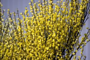 ginestra Allgold