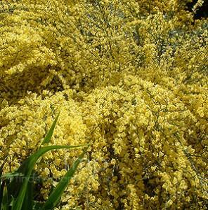 cytisus praecox