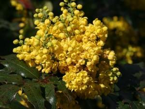 Mahonia aquifolium
