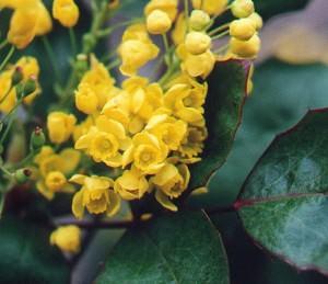 Mahonia, fiori