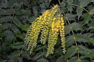 mahonia