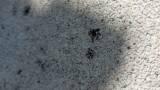 Ripulire macchie nere su cemento 1 del commento di Mario domeniconi
