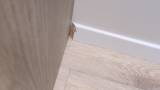 Rovere verniciato: come recuperare l&rsquo;effetto chiaro iniziale? 3 del topic di Fenomeno83