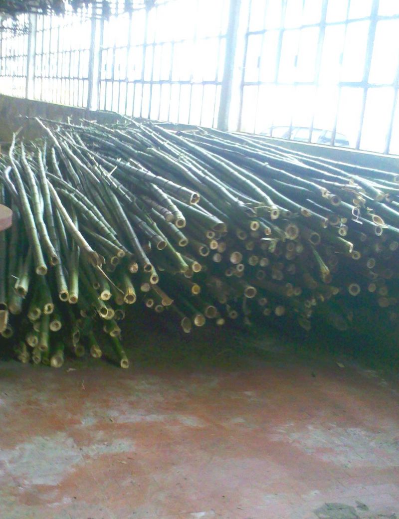 Canne di bambù, bamboo diametri dai 2 ai 10 cm vendesi. 1