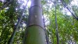 Thumbnail Canne di bambù, bamboo diametri dai 2 ai 10 cm vendesi. 4