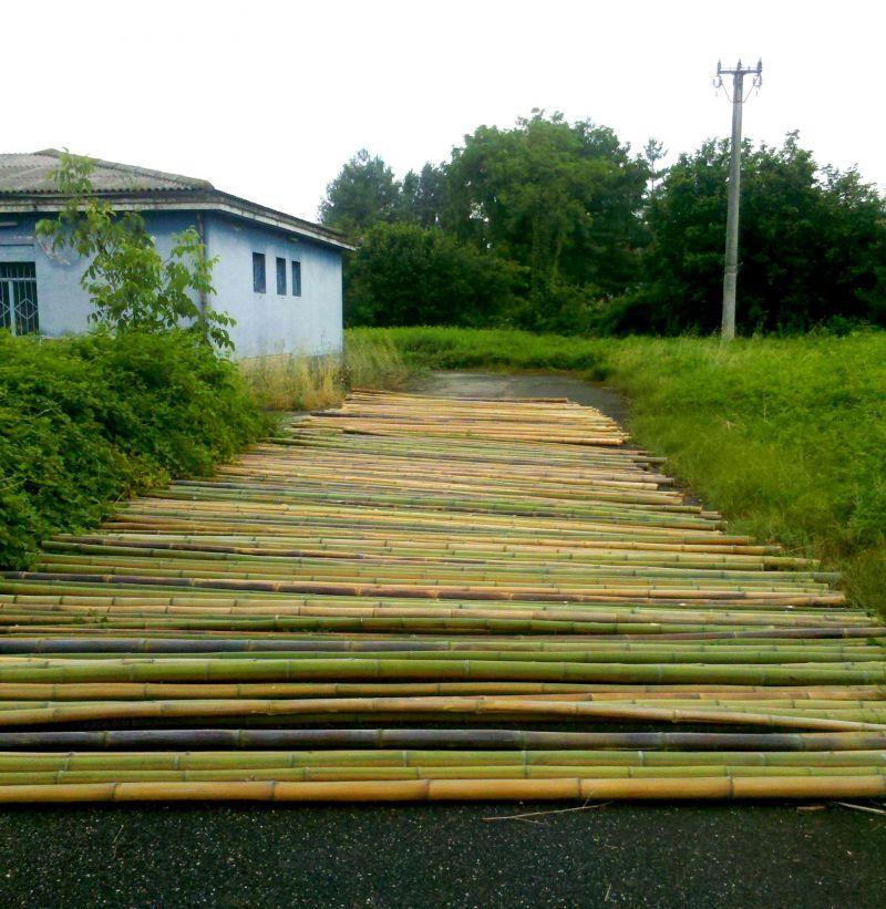 In vendita canne di bambu con diametri da 1 a 10 cm. 1