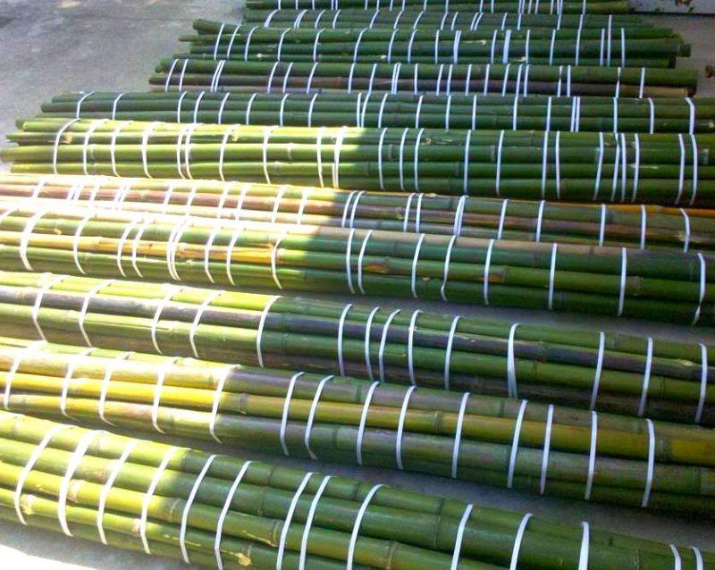 In vendita canne di bambu con diametri da 1 a 10 cm. 2