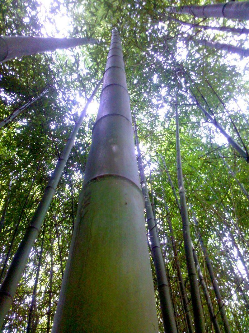 In vendita canne di bambu con diametri da 1 a 10 cm. 5