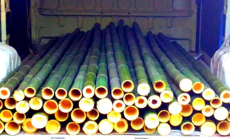 Vendo canne di bambù bambu con diametro da 1 a 10 cm. 4
