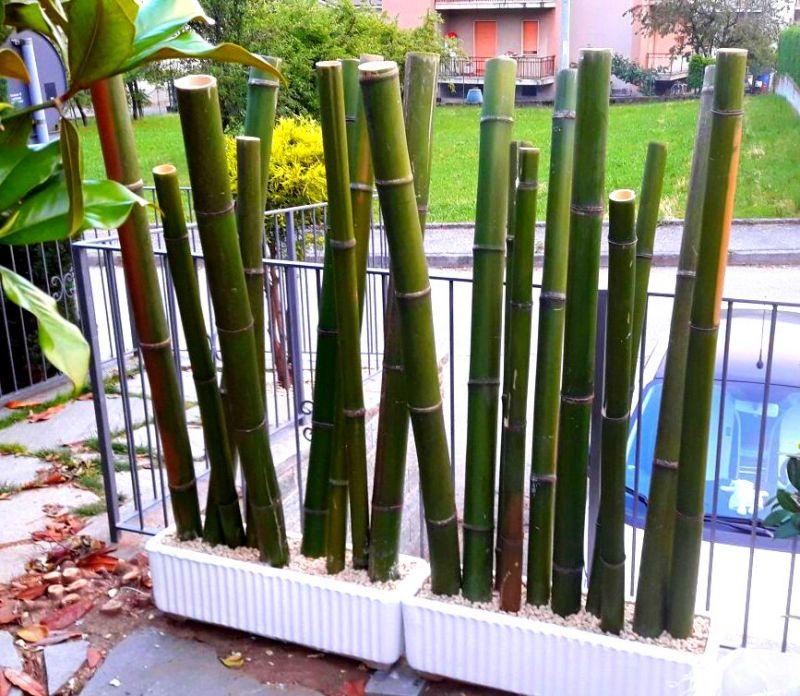 Vendo canne di bambù bambu con diametro da 1 a 10 cm. 8