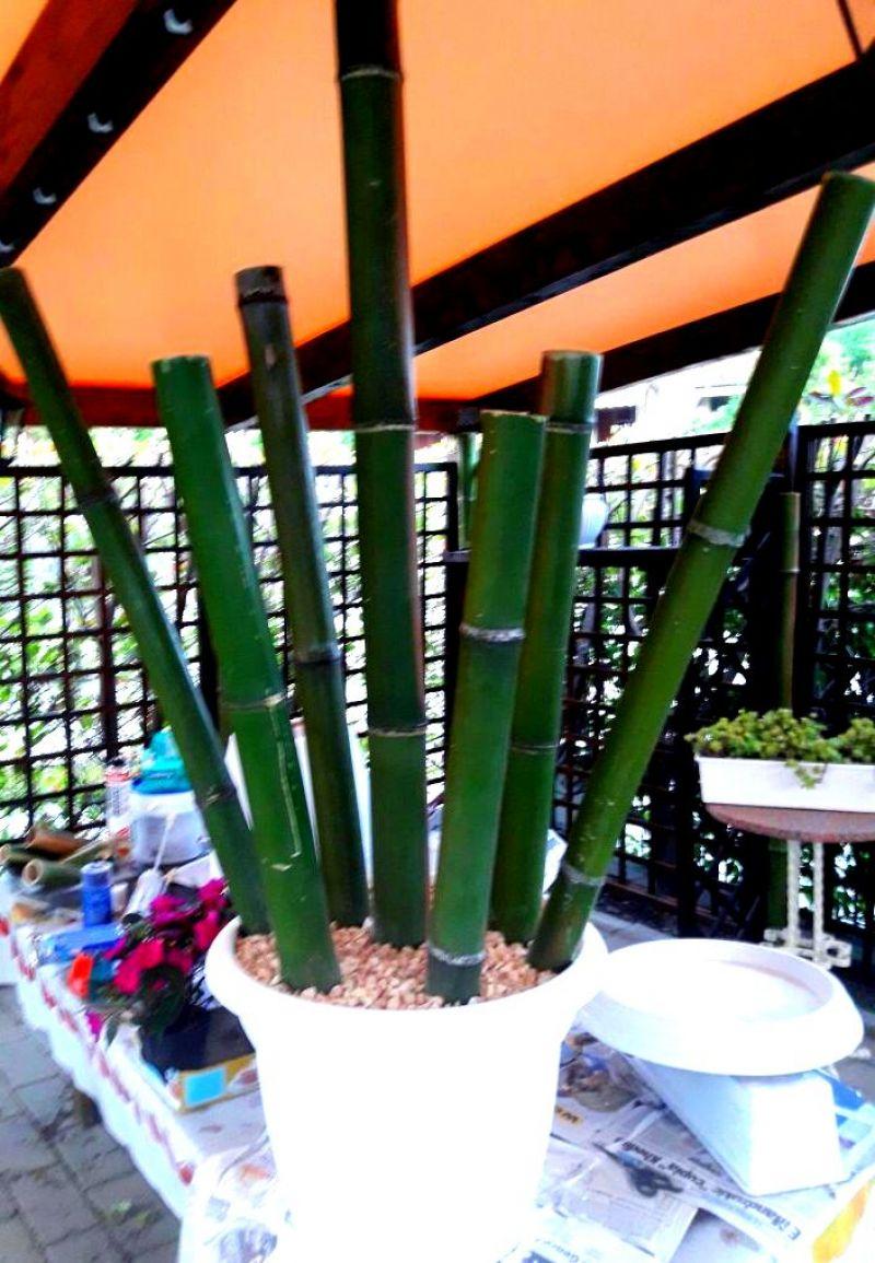 Vendo canne di bambù bambu con diametro da 1 a 10 cm. 9