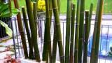 Thumbnail Vendo canne di bambù bambu con diametro da 1 a 10 cm. 8