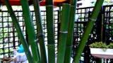 Thumbnail Vendo canne di bambù bambu con diametro da 1 a 10 cm. 9
