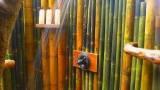 Thumbnail Vendo canne di bambù bambu con diametro da 1 a 10 cm. 8