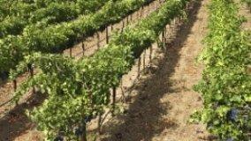 Investire in terreni agricoli e relativi annessi