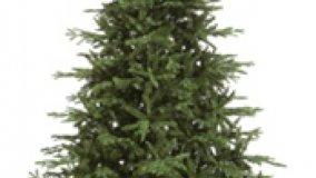 Scegliere l'albero di Natale