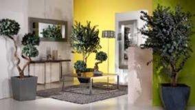 Piante vere senza manutenzione